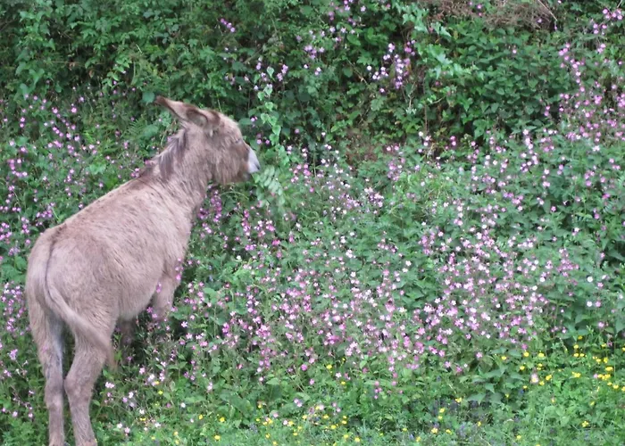 Le Pidro - A Family House With Private Stream And Woodland Castelnau-Durban